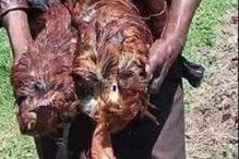 Viola duas galinhas até à morte