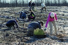 Pinhal, árvores, reflorestar, voluntários, Pinhal de Leiria, Vieira de Leiria, Marinha Grande