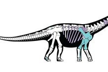 Mansourasaurus shahinae