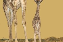 Cria de girafa é a nova residente do Jardim Zoológico de Lisboa