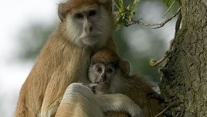 Francês cria em Cabo Verde primeiro refúgio para proteger macacos
