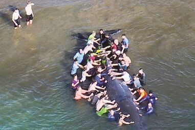 No dia 1, dezenas ajudaram a salvar o animal, que acabou por não sobreviver