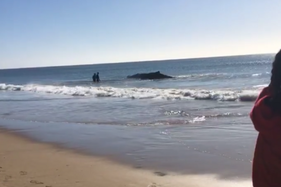 Baleia encalhou na praia de Monte Gordo