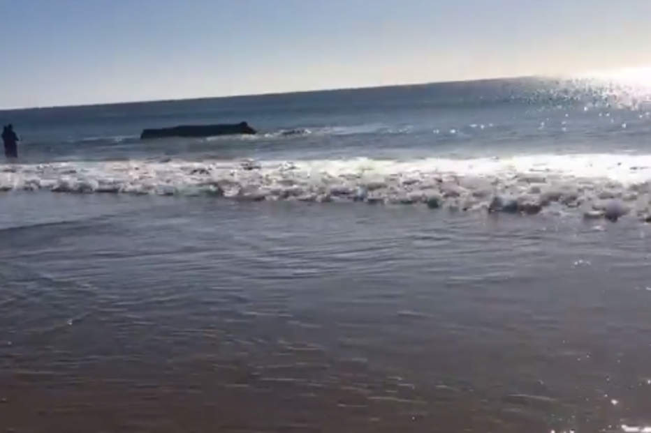 Baleia encalhou na praia de Monte Gordo