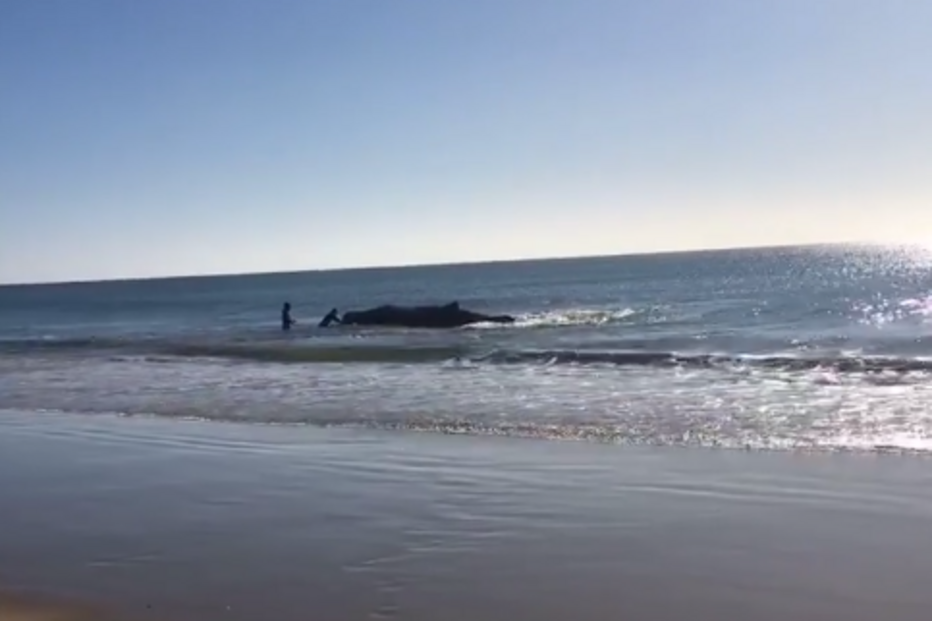 Baleia encalhou na praia de Monte Gordo