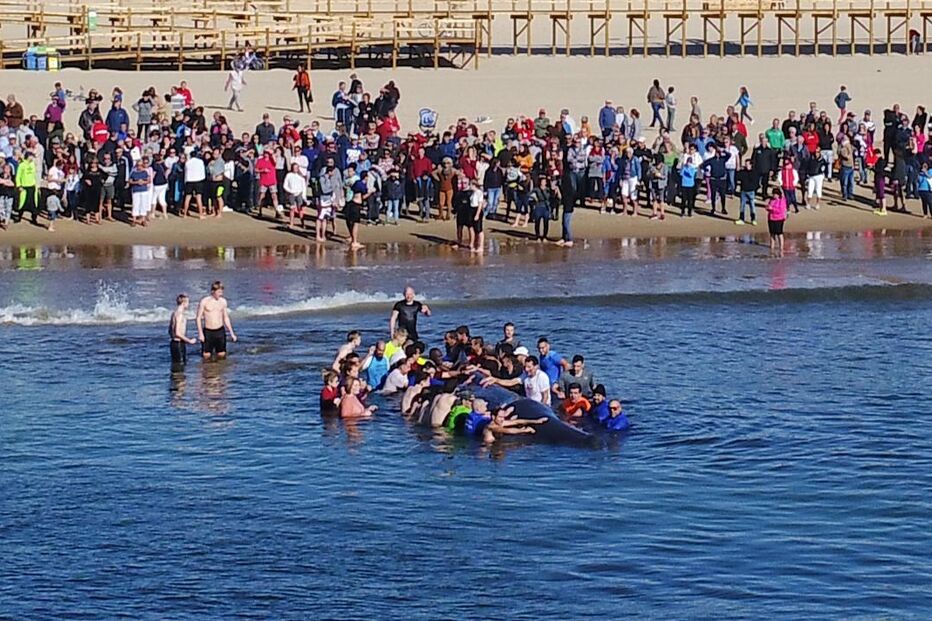 Populares salvam baleia que encalhou em Monte Gordo