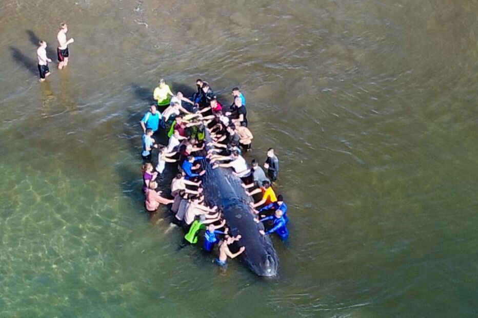 Populares salvam baleia que encalhou em Monte Gordo