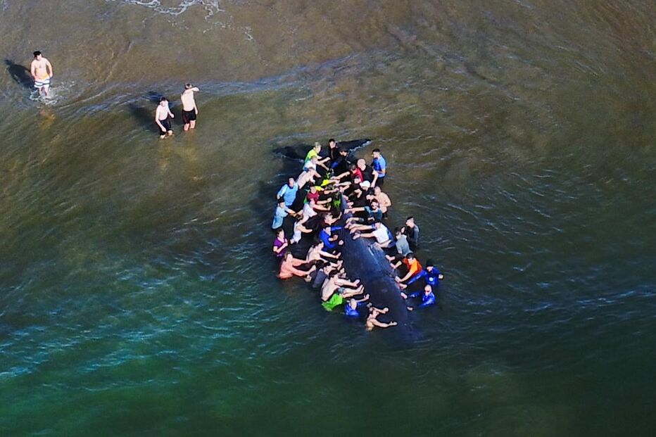 Populares salvam baleia que encalhou em Monte Gordo