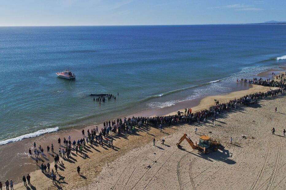 Populares salvam baleia que encalhou em Monte Gordo