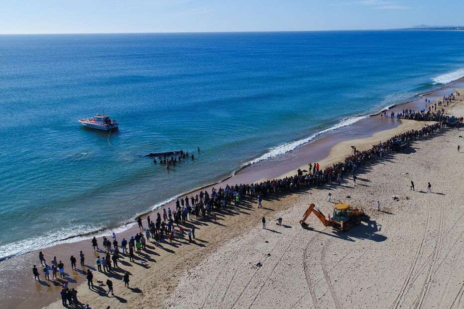 Populares salvam baleia que encalhou em Monte Gordo