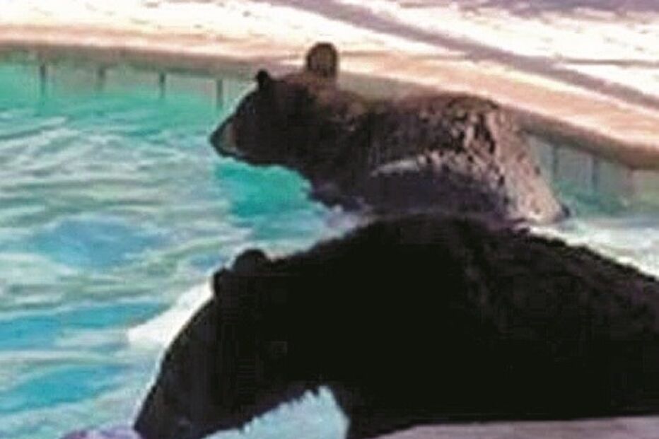 Ursos invadem piscina