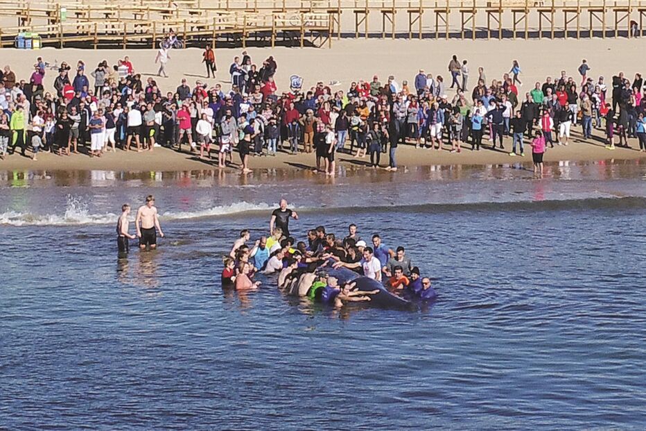 Populares salvam cetáceo que deu à costa