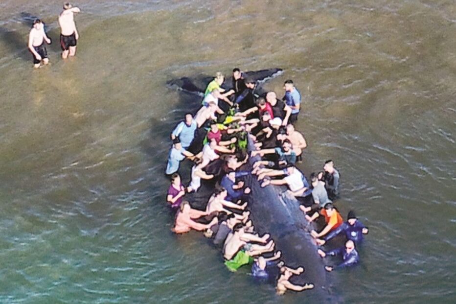 No dia 1, dezenas ajudaram a salvar o animal, que acabou por não sobreviver