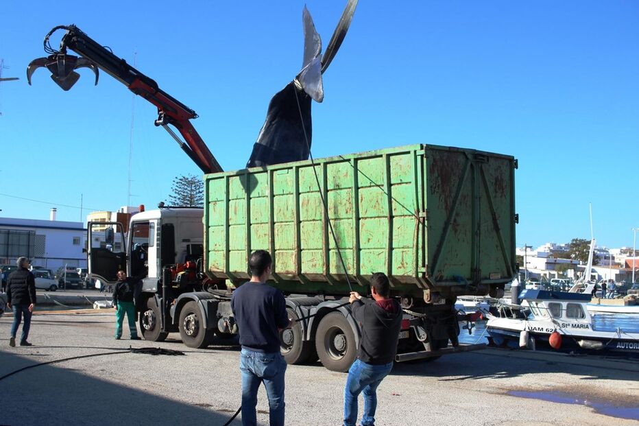 Cachalote acabou por voltar a dar à costa morto