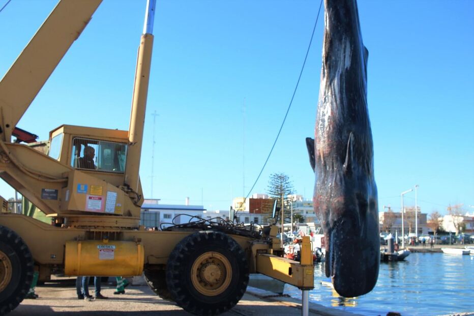 Cachalote acabou por voltar a dar à costa morto