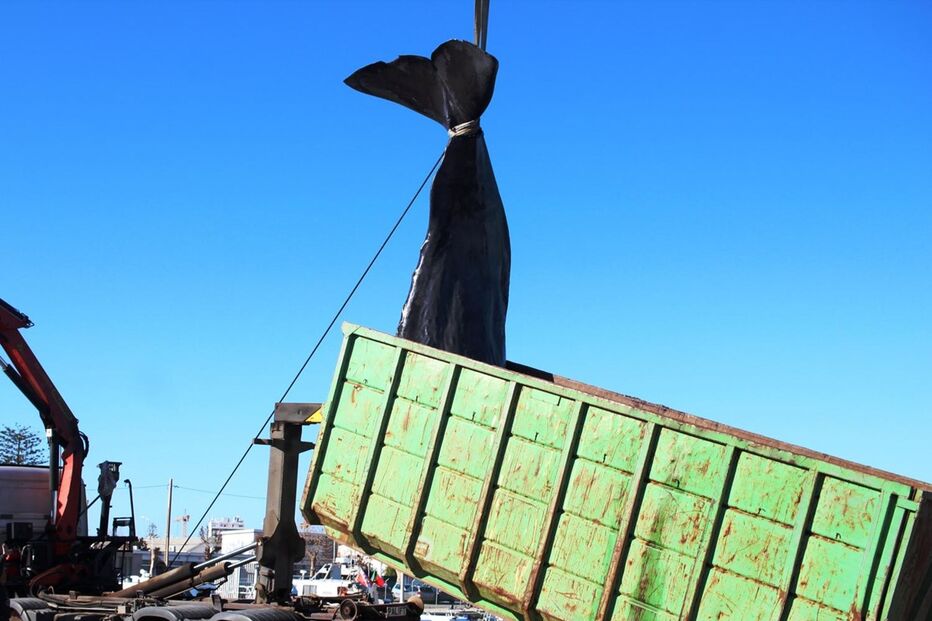 Cachalote acabou por voltar a dar à costa morto