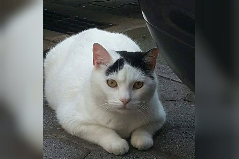 Gato Jackie encontrado no aeroporto de Lisboa