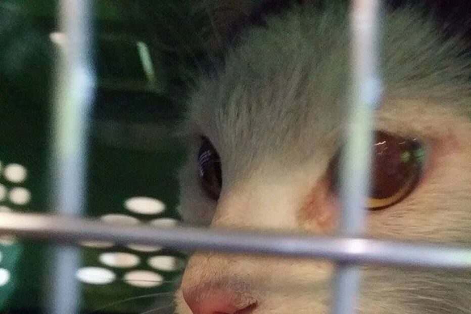 Gato Jackie encontrado no aeroporto de Lisboa