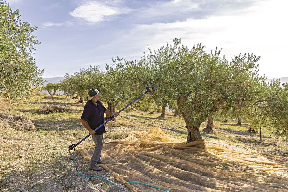 Oliveira é uma das espécies visadas por doença que causa destruição em Espanha