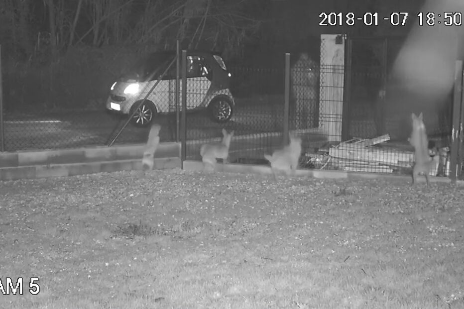 Homem abandona cão atirando-o sobre vedação