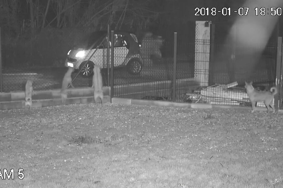 Homem abandona cão atirando-o sobre vedação