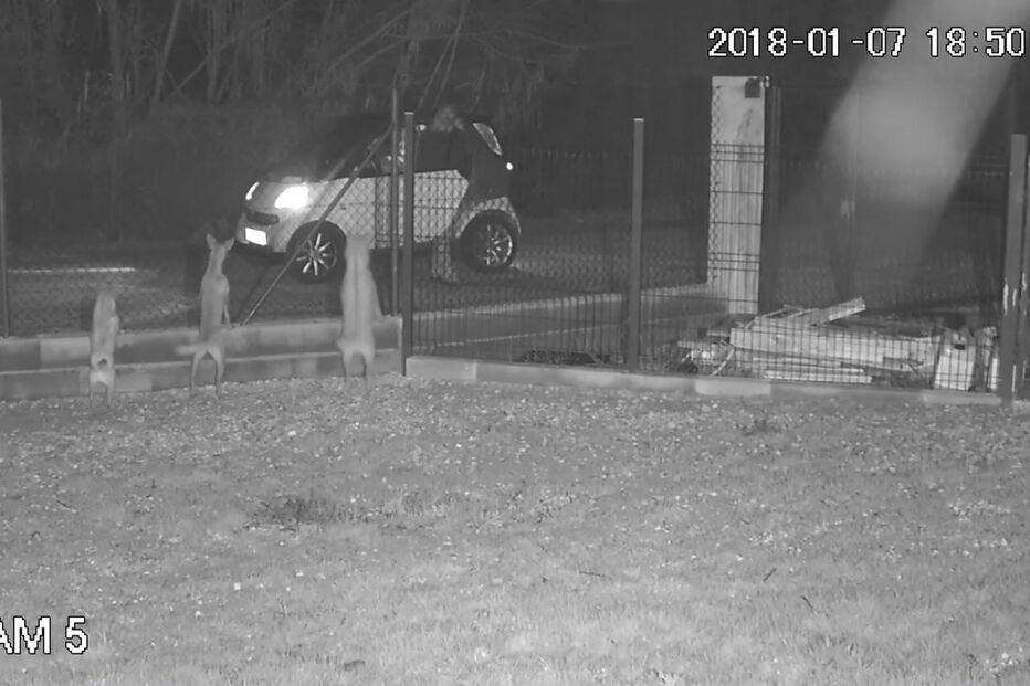 Homem abandona cão atirando-o sobre vedação	