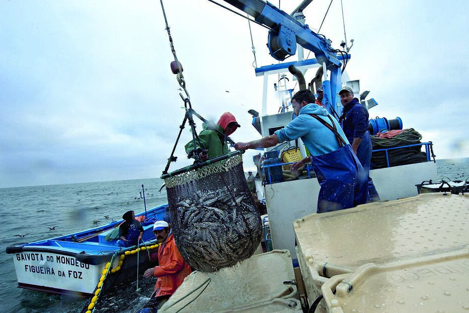 Defeso da sardinha afeta pescadores de todo o País e profissionais do setor contam com os subsídios para viver      