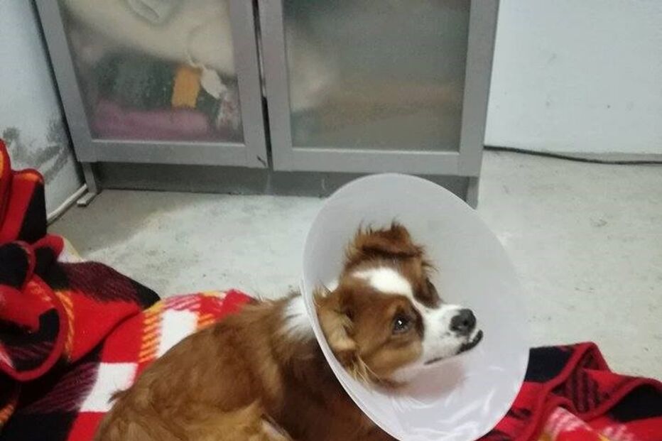 Animal abandonado em Soure está a ser tratado