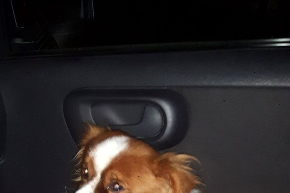 Animal abandonado em Soure está a ser tratado