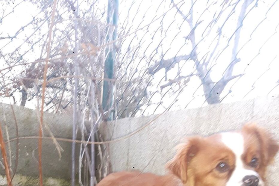 Animal abandonado em Soure está a ser tratado