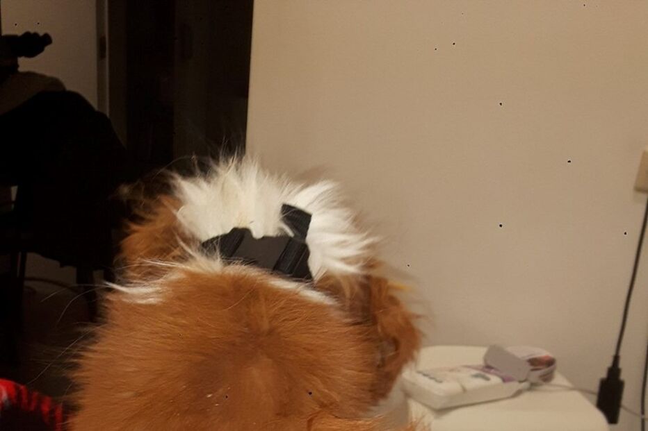 Animal abandonado em Soure está a ser tratado