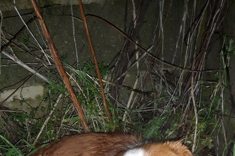 Animal abandonado em Soure está a ser tratado