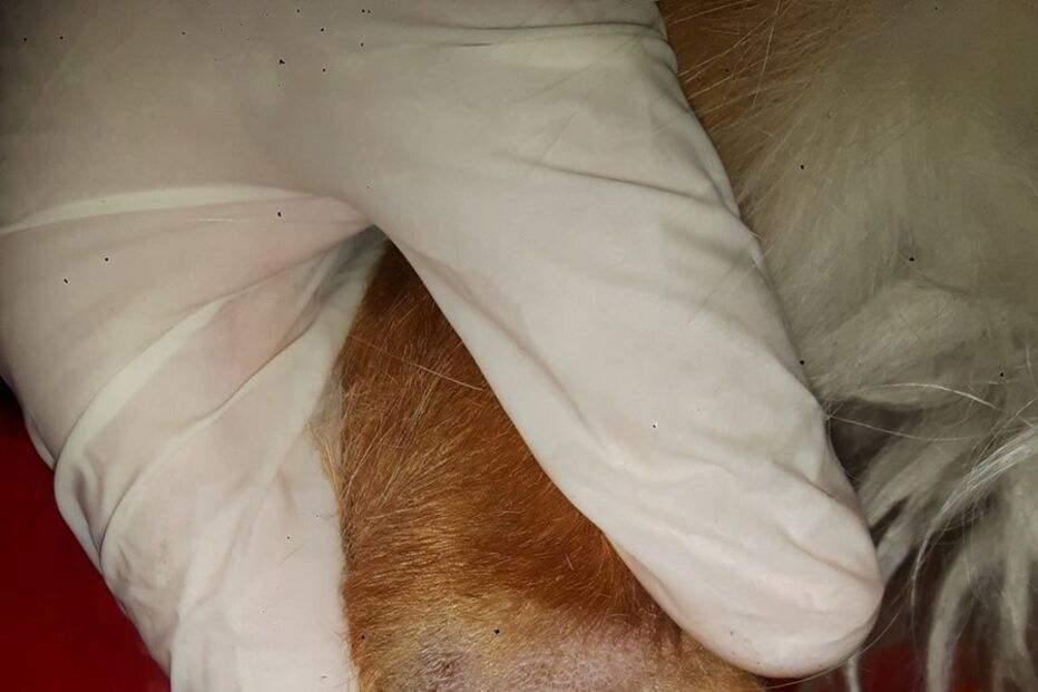 Animal abandonado em Soure está a ser tratado