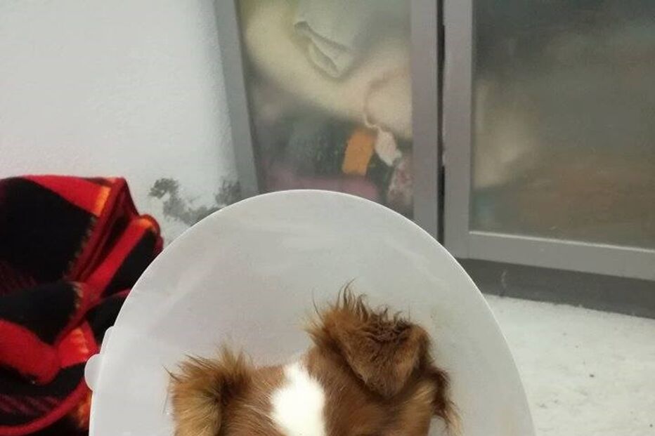 Animal abandonado em Soure está a ser tratado