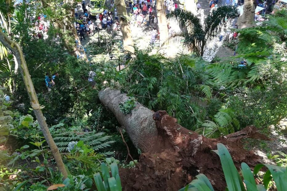 Árvore caiu durante romaria 