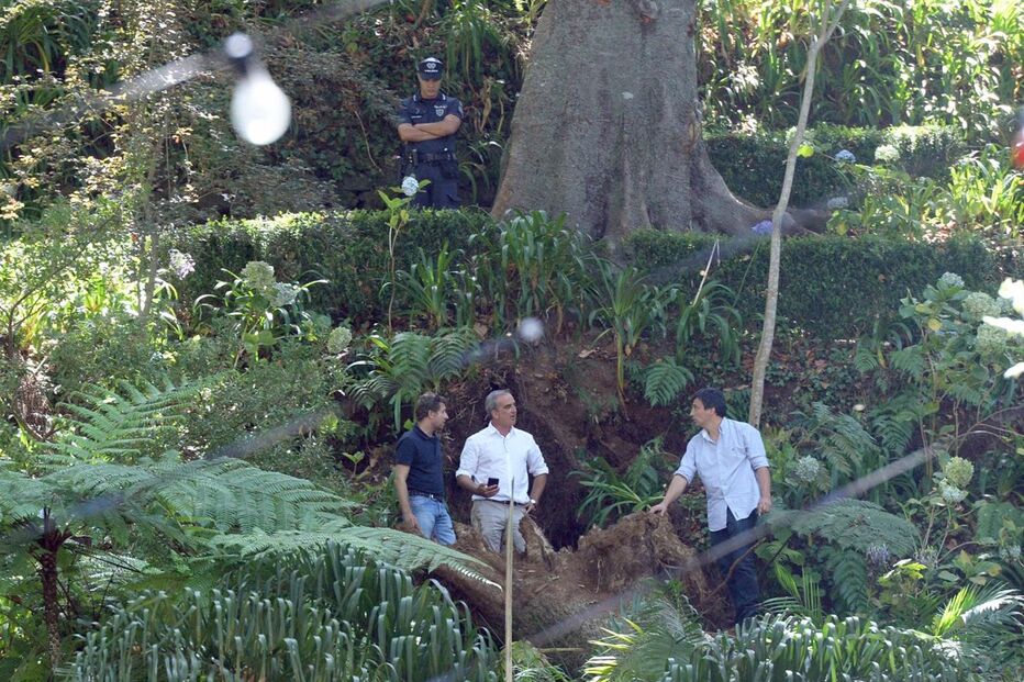 Árvore caiu durante romaria 