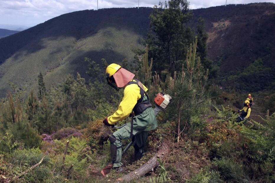 Limpeza das florestas