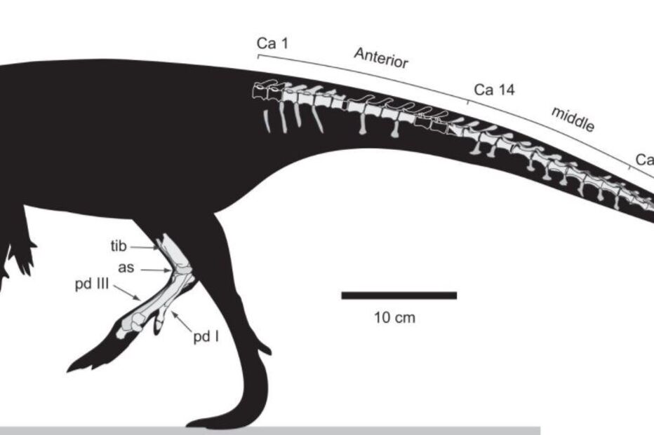 Dinossauro herbívoro