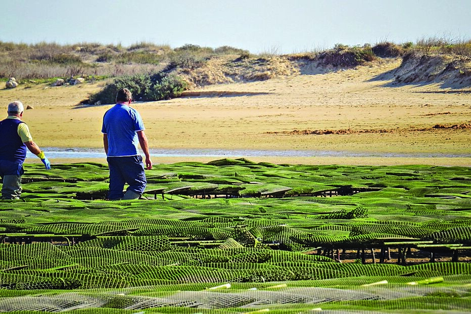 Produção de ostras na ria Formosa e na ria de Alvor tem vindo a registar um incremento significativo nos últimos tempos 