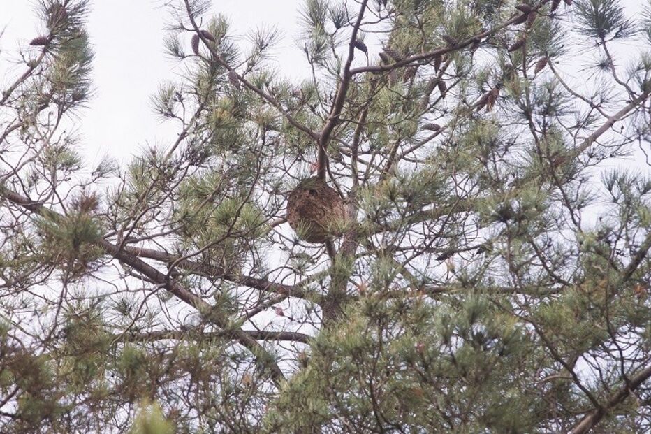A vespa-asiática faz ninhos nos pinheiros e muitas vezes são difíceis de alcançar. Em Pelariga, Pombal, este ninho está sinalizado há um mês e meio