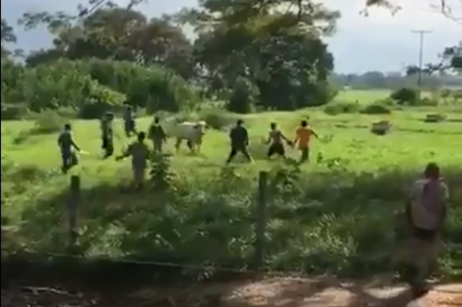 Vaca apedrejada até à morta na Venezuela