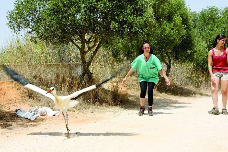 Cegonha libertada pelo centro de recuperação Rias, em Faro