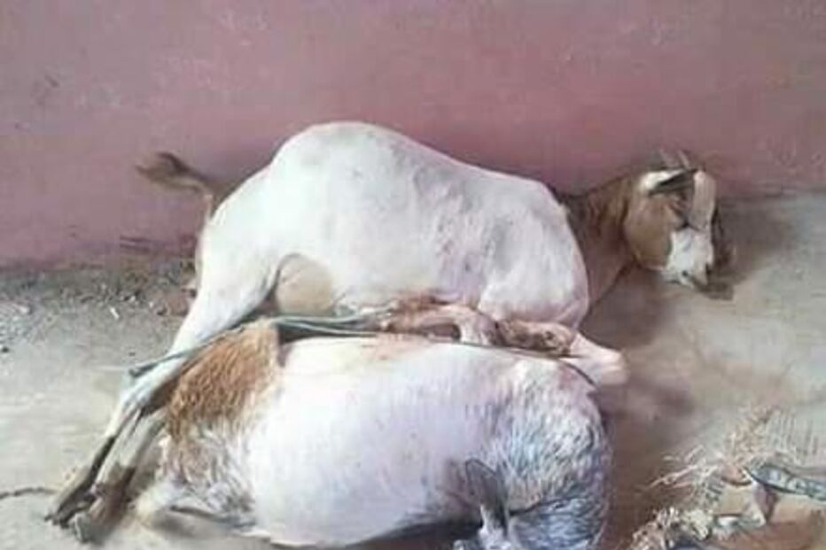 Jovem de 20 anos está detido depois de violar duas cabras até à morte