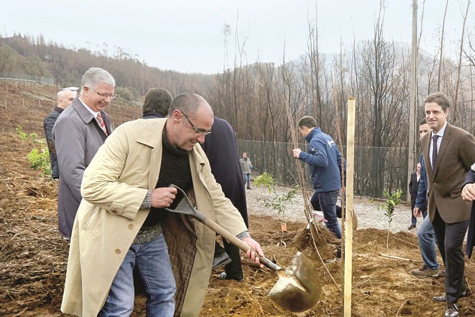 Octávio Ribeiro, diretor-geral editorial do CM e da CMTV, ajudou na plantação  