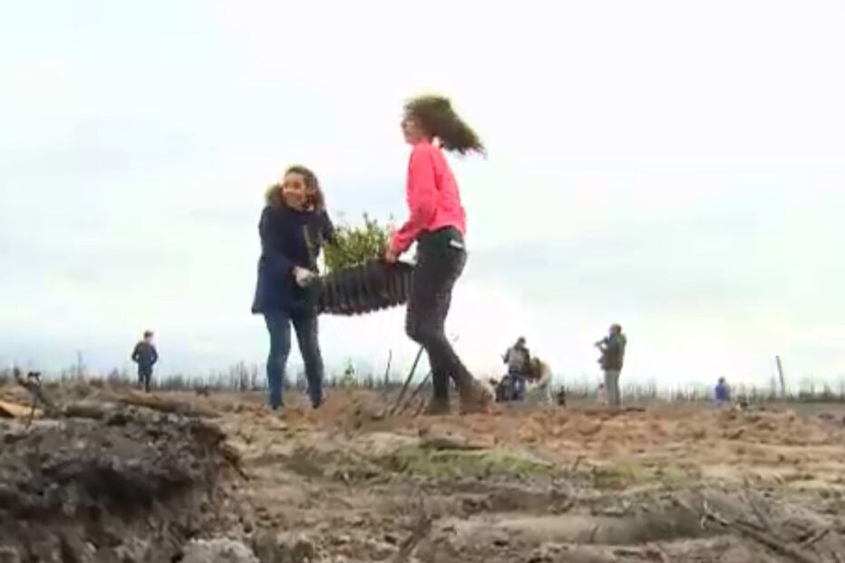 Primeiro-ministro quer um novo Pinhal de Leiria que não seja só de pinheiro