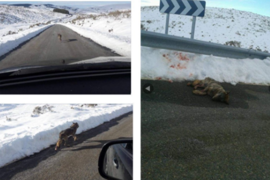 Atropela lobo de propósito e publica imagens no Facebook