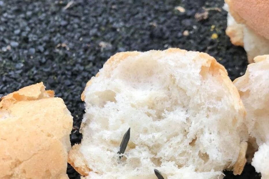 cães, pão, Lisboa, Ajuda, parque, pregos, armadilha