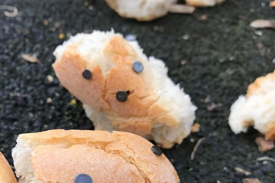 cães, pão, Lisboa, Ajuda, parque, pregos, armadilha