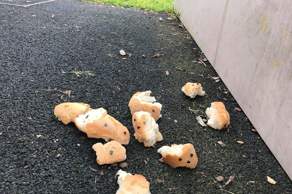 cães, pão, Lisboa, Ajuda, parque, pregos, armadilha