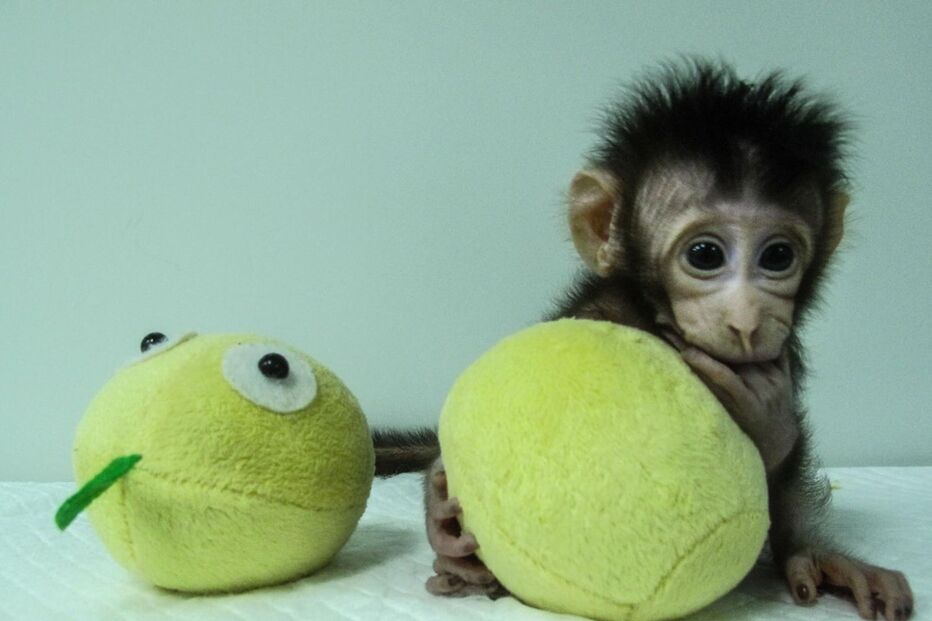 Macaco clonado